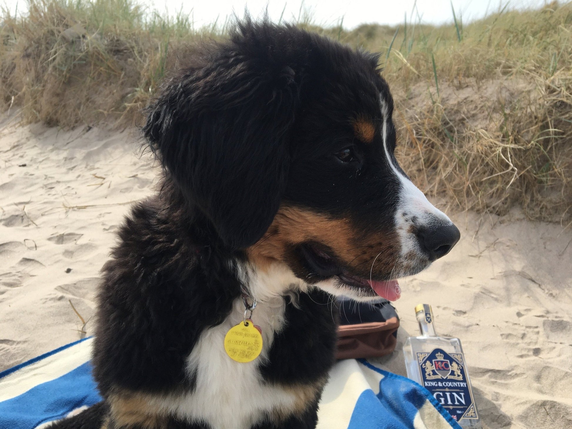 King & Country Premium Gin - Hand Crafted Gin. Made in Northumberland with UK Coastline Botanicals. Beach Gin